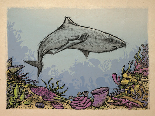 Shark on the Reef